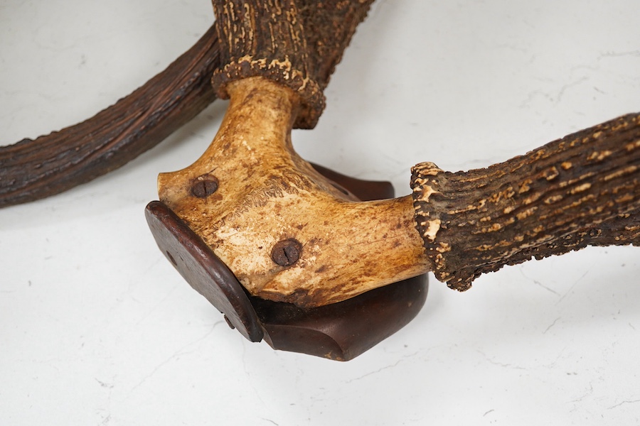 Two sets of deer antlers, one including the skull, the other with part of the skull, largest approximately 96cm high. Condition - fair, some staining to the skulls.